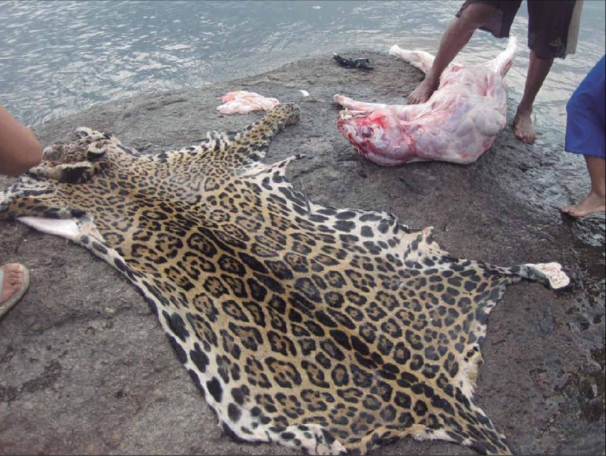 A jaguar being skinned