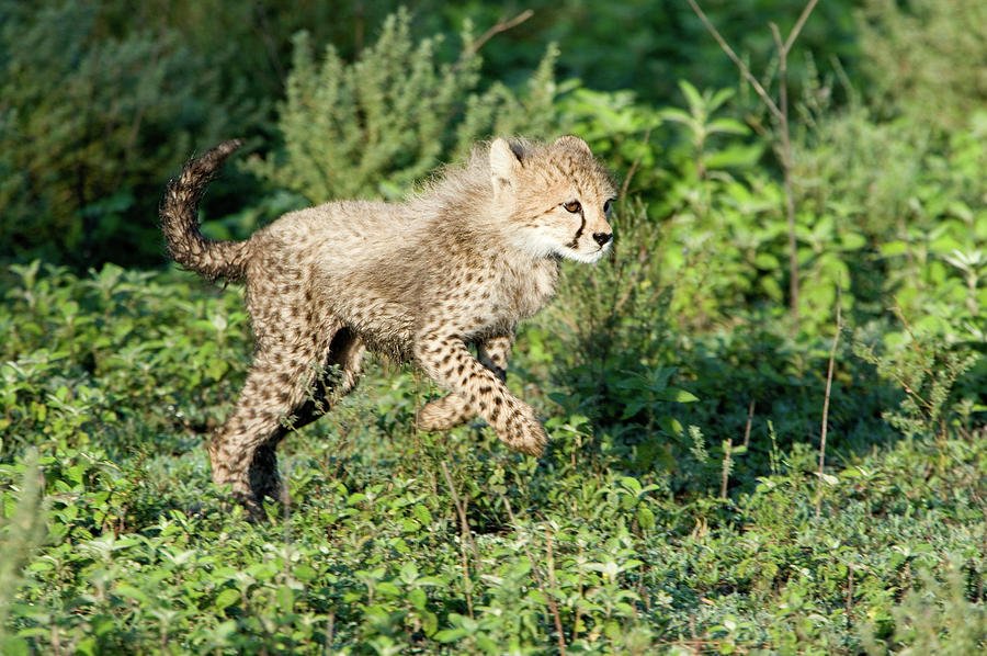 A cheetah cub running across a Savanna habitat