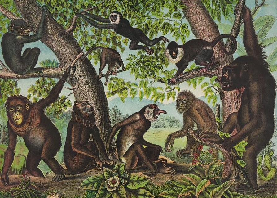 The diversity of non human primates