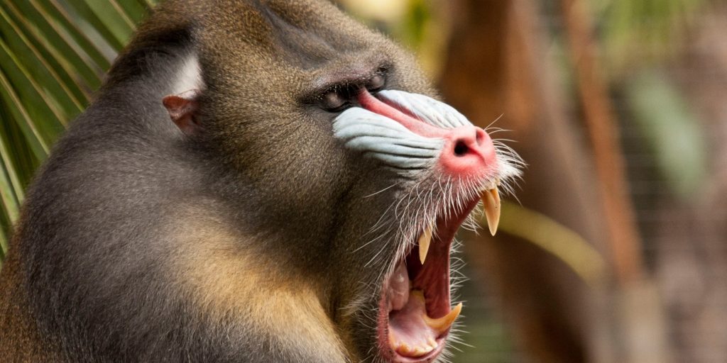 A male Mandrill monkey