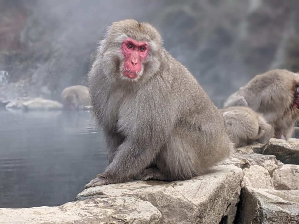 A male Japanese Macaque