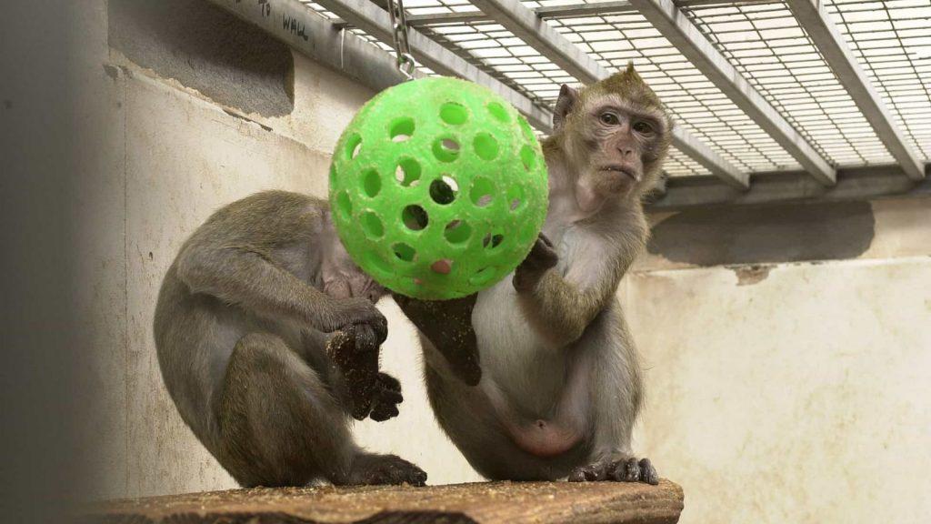 Use of monkeys in research facilities