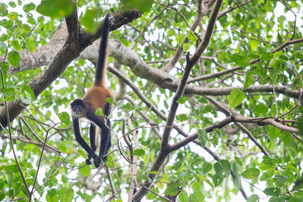 Adaptations of Spider monkeys, a new-world monkeys, for arboreal life