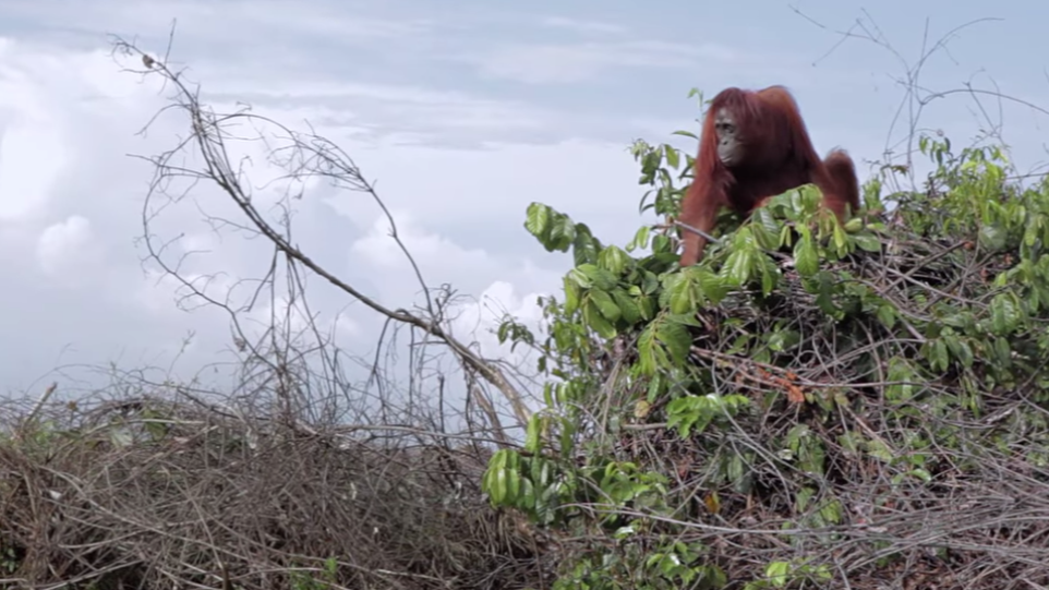 Most of the Borneo forests have been uprooted causing Orangutans to leave their habitats