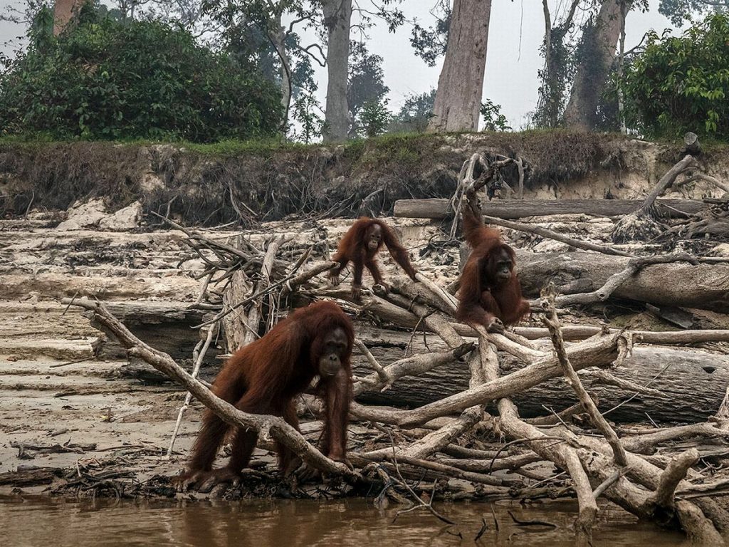 Orangutans in Indonesia last year