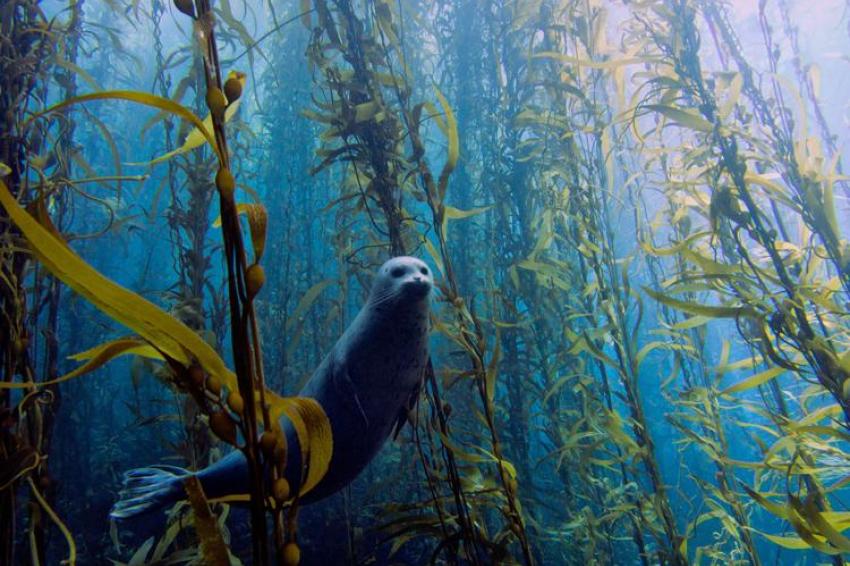 A harbor seal swimming through the kelp