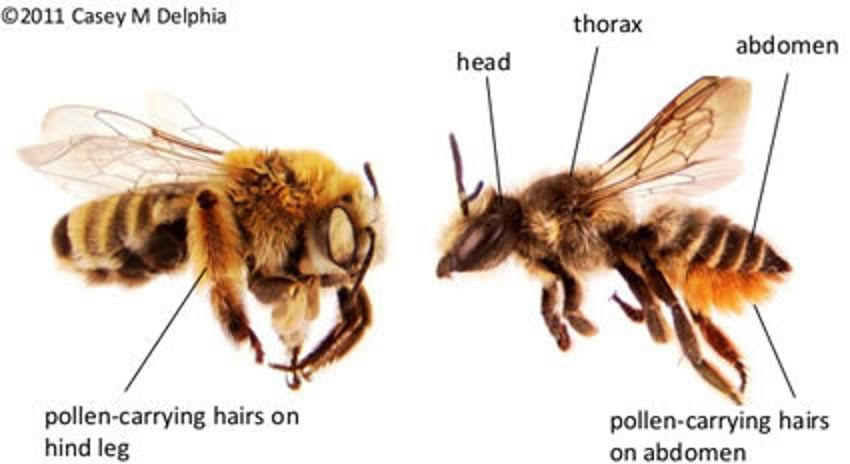 Body segments of a Bee