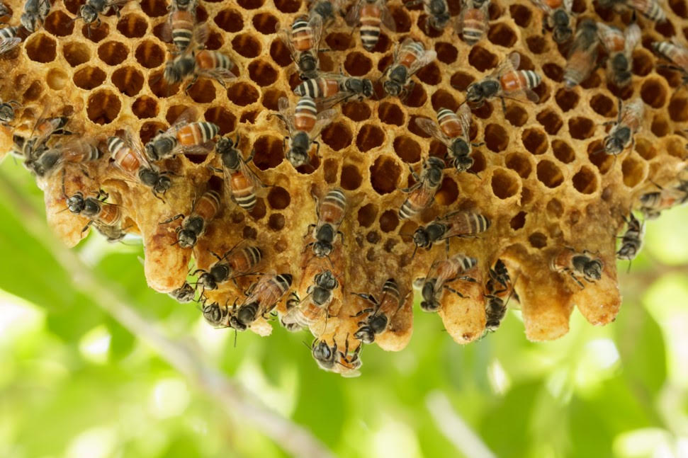 A swarm of bees in a bee hive