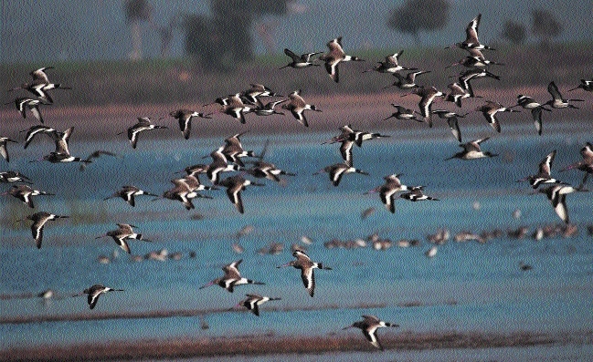 Migratory birds heavily depend upon water 