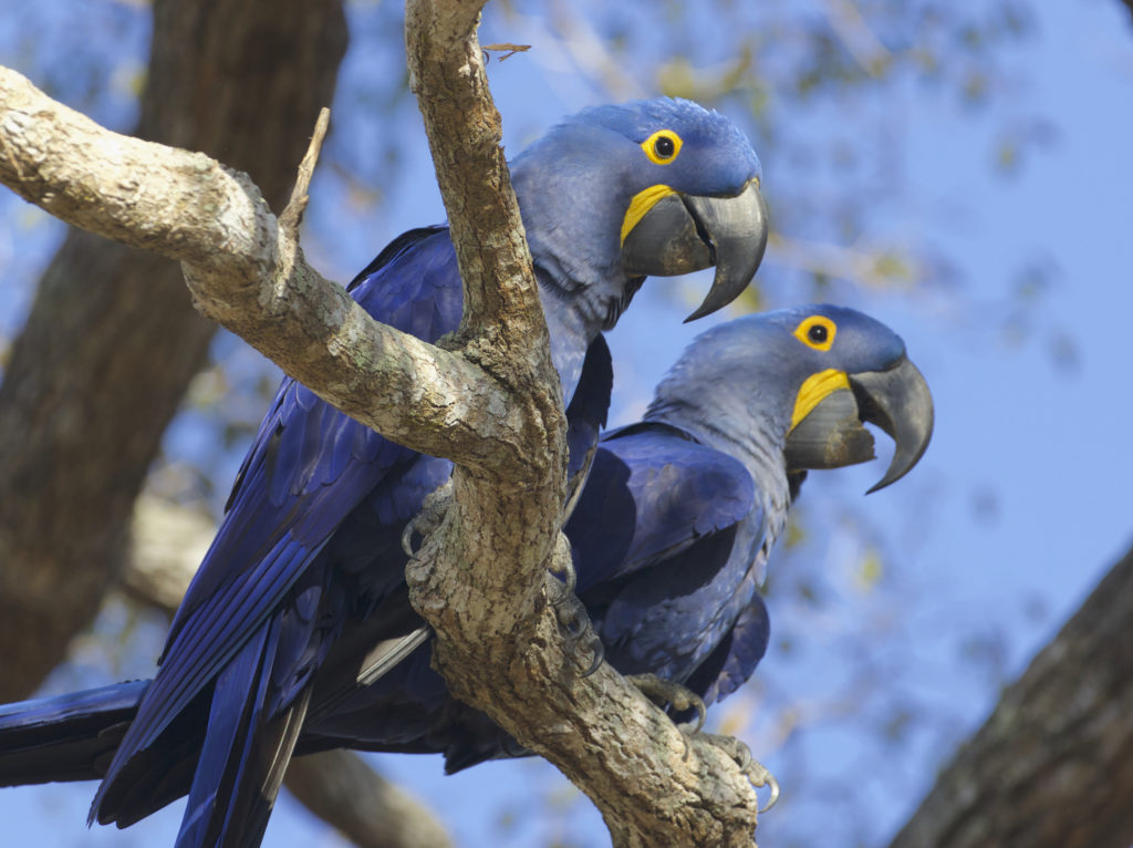 Pair of Blue Hyacinth Macaw Perched On A Branch