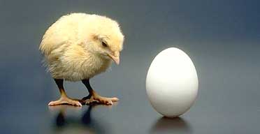 Which came first? The chicken or the egg?