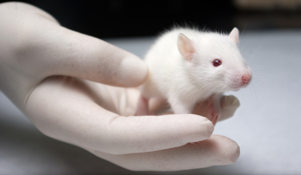 Transparent mice raise hopes in the fight against cancer