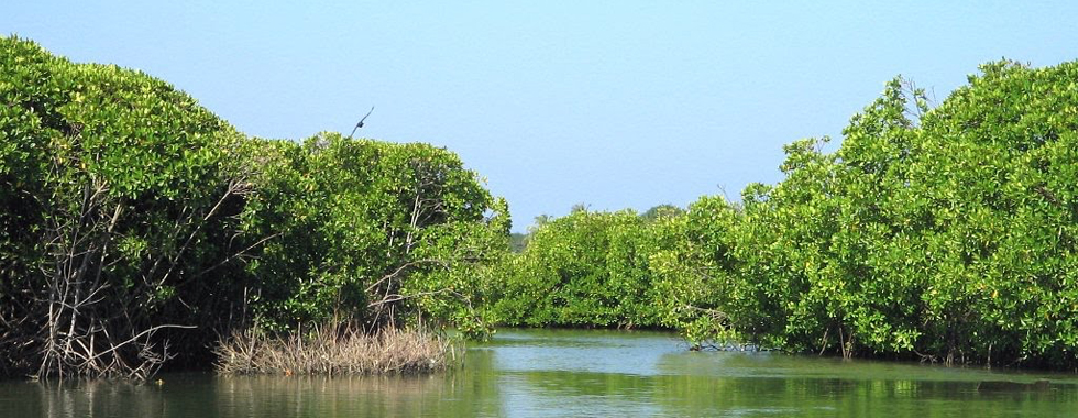 The Mangroves of Muthurajawela
