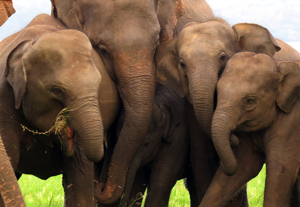 What Pulls Sri Lankan Elephants to the Critically Endangered Category?