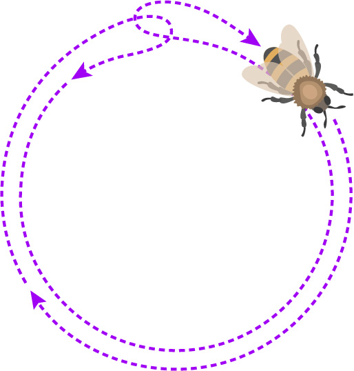 Diagram showing the round dance of bees