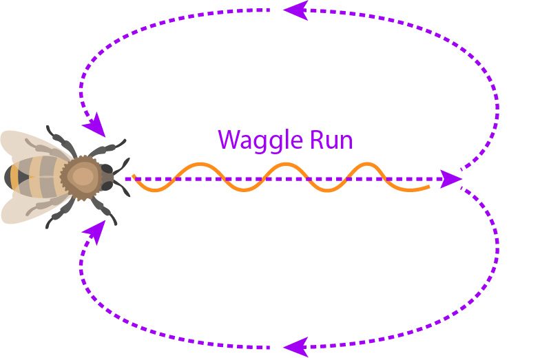 diagram of the waggle dance of the bee