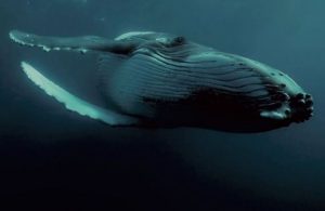 Image of a blue whale under deep sea