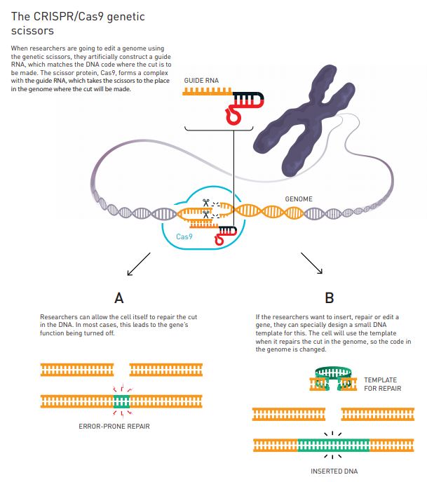 The CRISPR/Cas9 genetic scissors