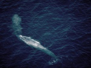 Image of a blue whale surfacing in the Gulf of St. Lawrence.