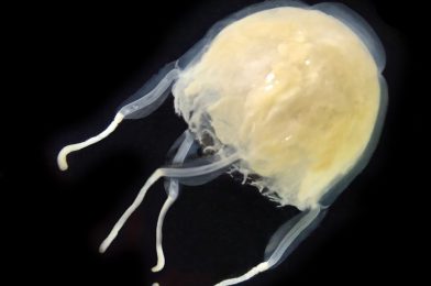 The First Ever Jellyfish Species Discovered by Sri Lankans: The Golden Age of Discovery