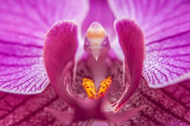 Deceived by an Orchid