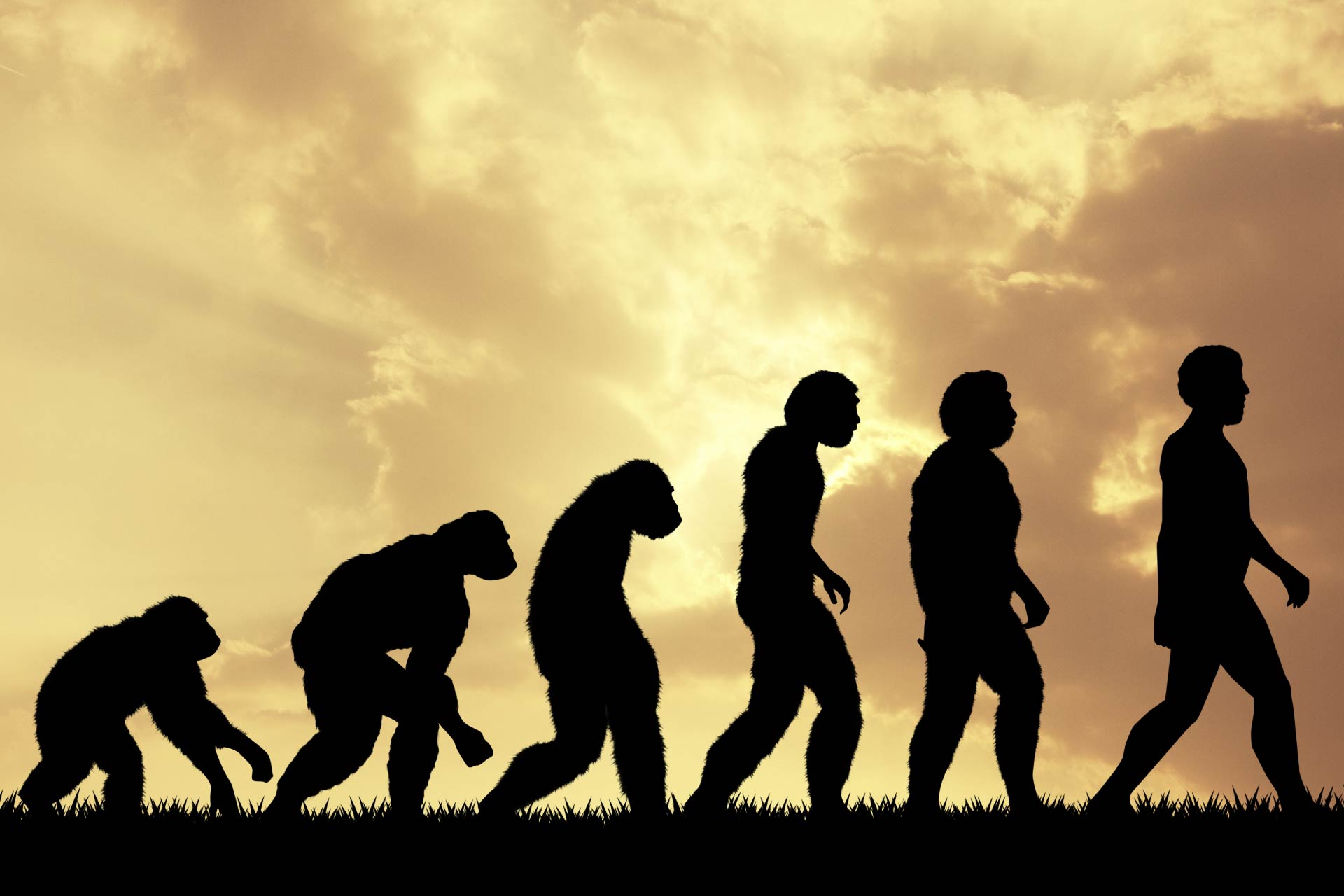 Why Evolution is True | FOS Media Students' Blog