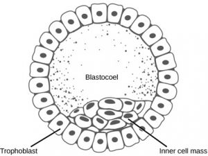 blastocyst