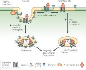 During neurotransmitter signalling, many G-protein-coupled receptors (GPCRs) undergo agonist-induced endocytosis, leading to receptor recycling, receptor sequestration and receptor downregulation. Clathrin-independent lipid raft mechanisms might contribute to this process.