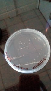 M. smegmatis colonies on plate.