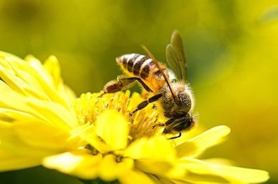 An Entreat of a Honey Bee