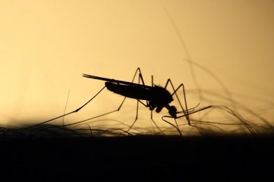 World Malaria Day 2022: Improve the innovations to reduce Malaria disease Burdens.