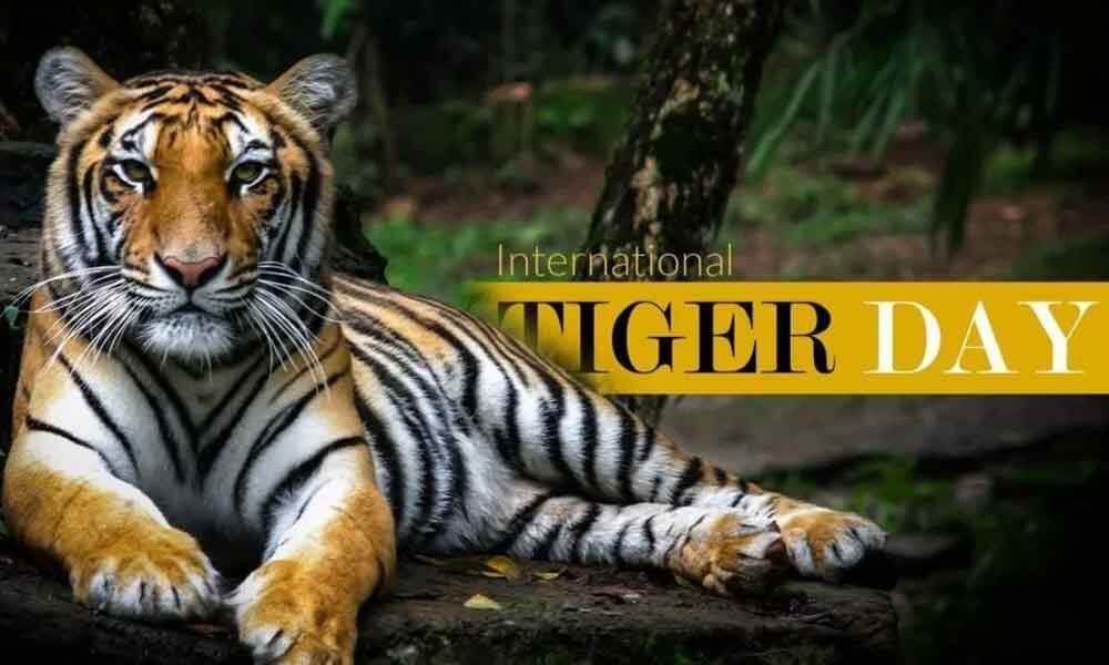 International Tiger Day FOS Media Students' Blog