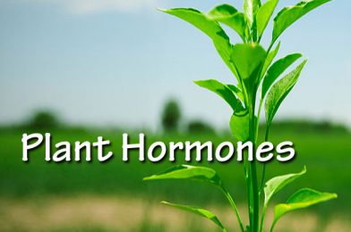 Hormone Physiology in Plants : Way of regulation of Growth and Development.