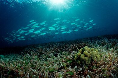 Effect of Oceans on Oxygen Regulation on Earth