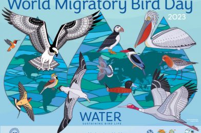 World Migratory Bird Day