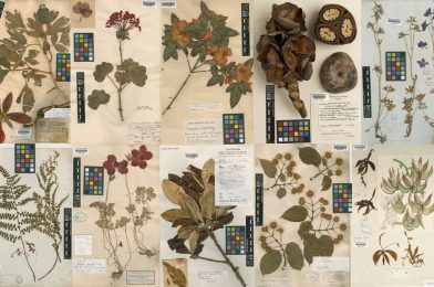 The Legacy of Herbarium Collections