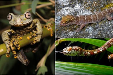 Five Newly Discovered Species in 2023