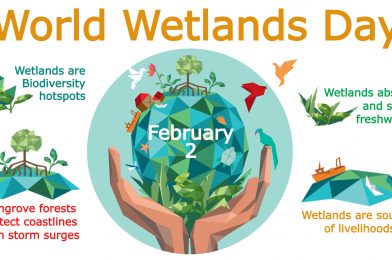 Celebrating the Symbiosis of Wetlands and Human Wellbeing