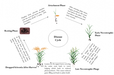Decoding Plant Disease Cycle : Unveiling Scientific Insights
