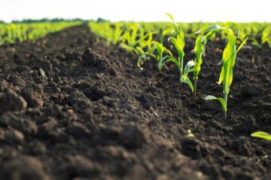 Role of Biofertilizers in Agriculture