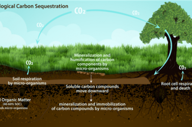 Bio sequestration: Harnessing Plant Life to Mitigate Climate Change